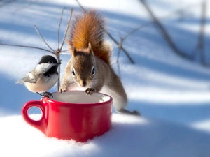 tit, winter, squirrel