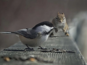 tit, squirrel