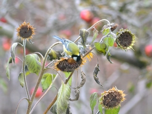 tit, Nice sunflowers