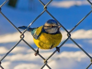 tit, Blue Tit