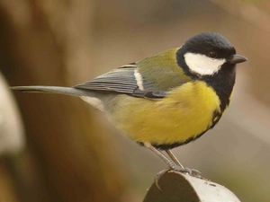 tit, Great Tit