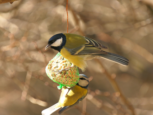 Bird, Tit Tit, Great Tit