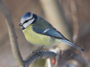 twig, tit, Blue Tit