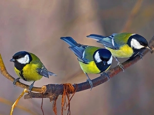 twig, Chickadees, Great tit