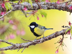 Twigs, tit, Great Tit