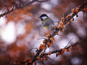 Twigs, tit, Great Tit