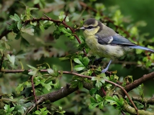 tit, trees, Twigs