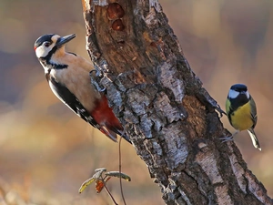 tit, birds, woodpecker