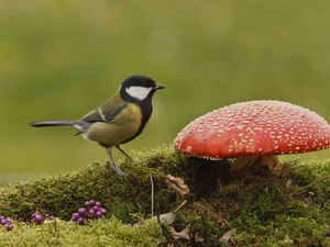 toadstool, tit, Red