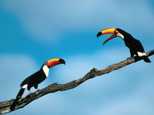 Toucan