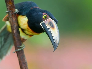 Toucan
