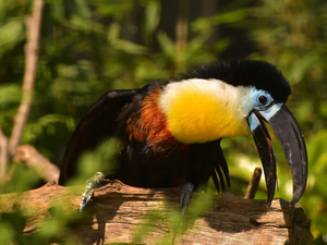 Bird, Keel-billed Toucan
