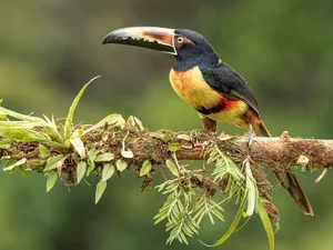 Bird, branch, leaves, Toucan