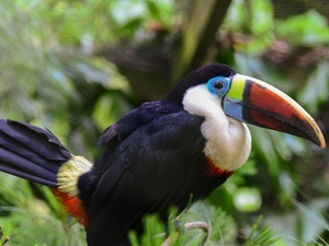 Bird, Red, nose, Toucan