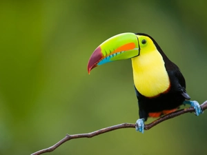 Toucan, branch