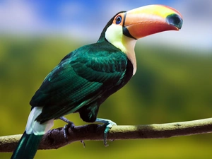 Toucan, branch
