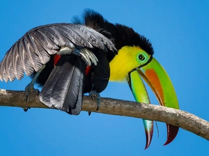Toucan, branch
