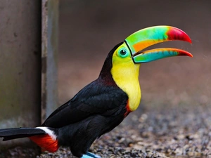 color, open, nose, Toucan