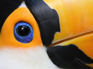 Toucan, eye