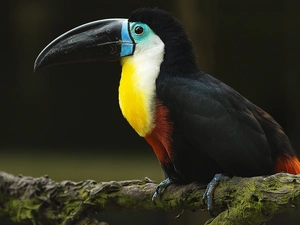 Toucan, log