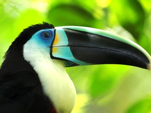 Toucan, nose