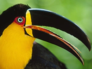 Toucan, nose