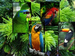Parrots, spruce, graphics, Toucan
