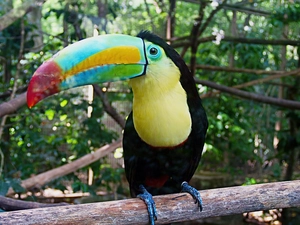 Leaf, Keel-billed toucan, branch pics