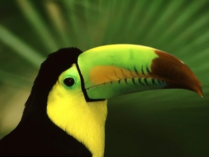 Toucan, plant