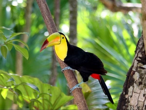 Toucan, trees