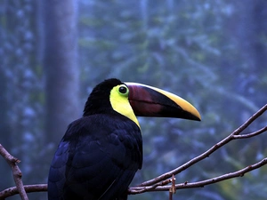Toucan, twig