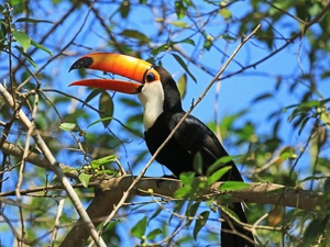Toucan, Twigs