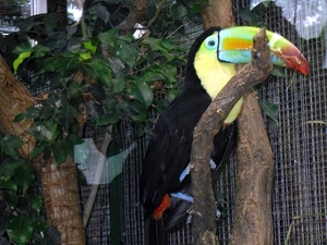 Toucan, zoo