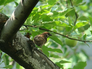 tree sparrow