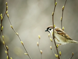 tree sparrow, Twigs