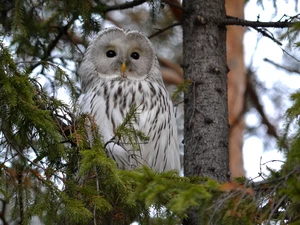 trees, owl, Barn
