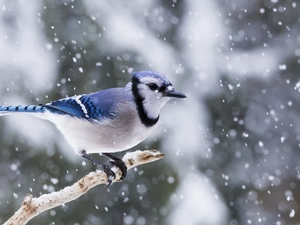 Blue jay, trees, viewes, Lod on the beach