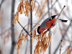 Bird, trees, branch pics, Gil