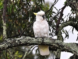 branches, parrot, cockatoo, trees