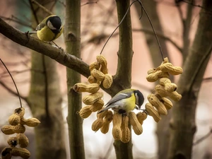 Chickadees, viewes, peanuts, trees