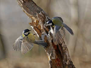 trees, Two, Chickadees
