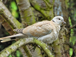 trees, Collared Dove