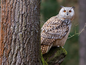 owl, trees, forest, eagle-owl