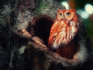 trees, owl, hollow