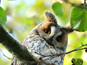 Leaf, Owl Ear, trees