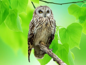 owl, trees, Leaf, eagle-owl
