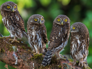 trees, Lod on the beach, Owls, Little Owl, four