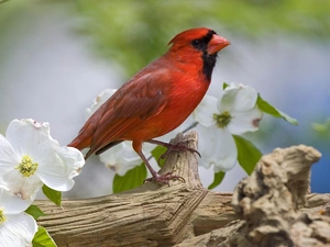 trees, Lod on the beach, cardinal, male, viewes, blooming