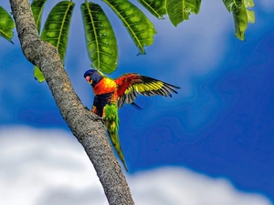 Mountain Rainbow Lorikeet, trees
