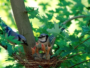 trees, birds, nest